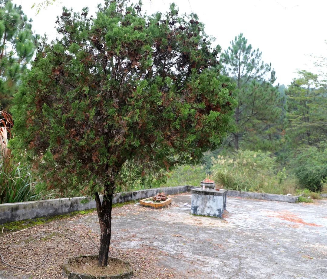 花城控股集團 花城控股集團