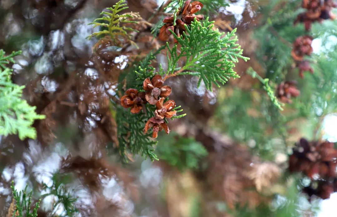 花城控股集團 花城控股集團